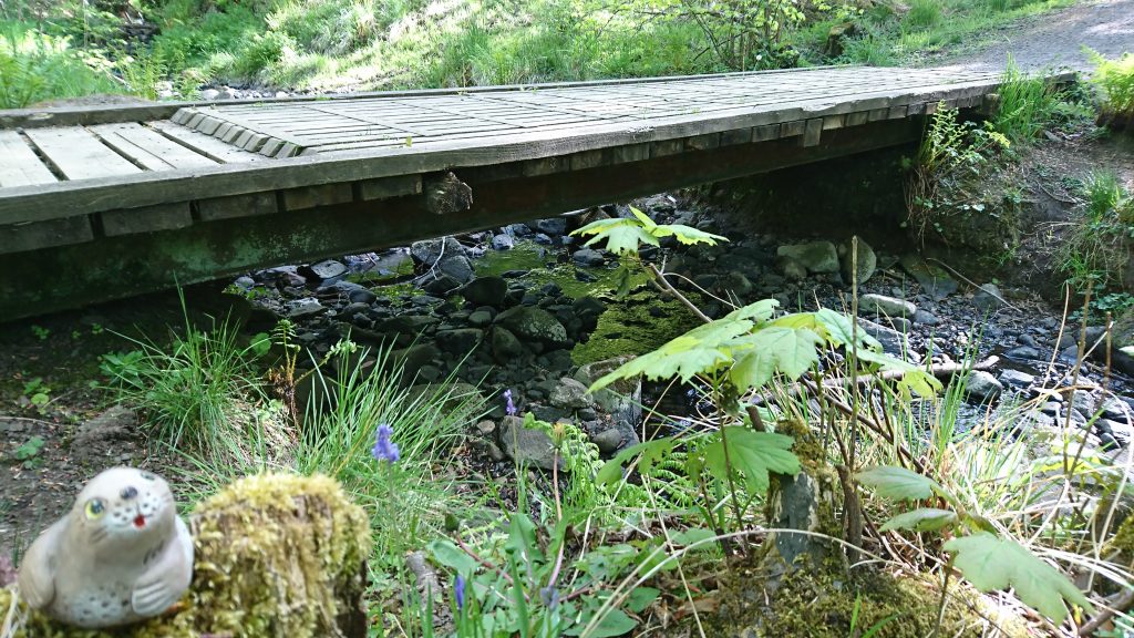 Walk in the woods in Spring - trickle of water.