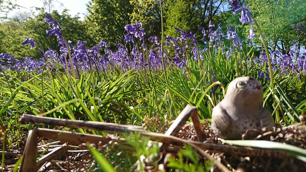 Walk in the woods - more bluebell ballet