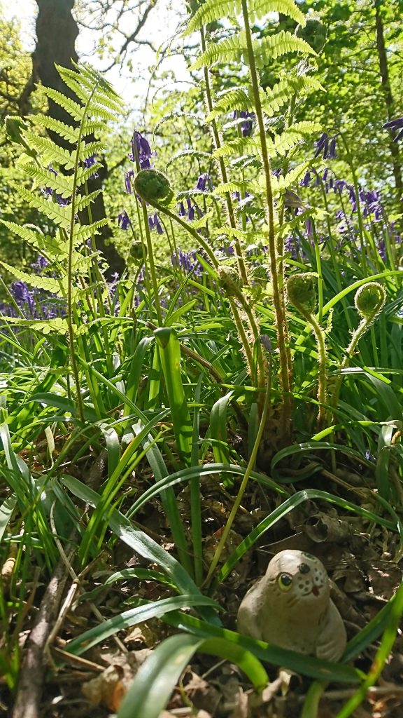 Walk in the woods - nature unfurling