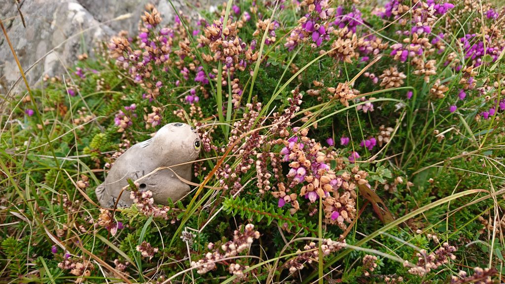 Nina loves Scottish Heather