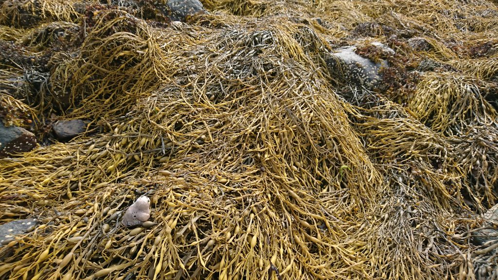 Nina is lapping up the seaweed