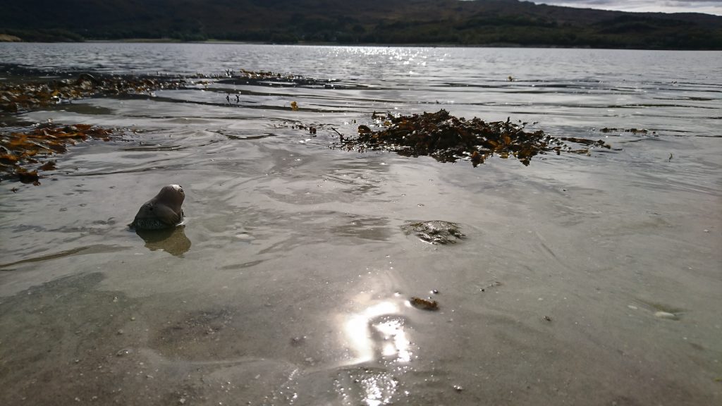 Nina going for a dip in the sea