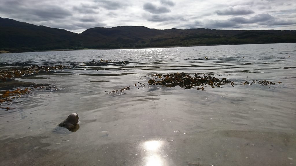 Nina going for a dip in the sea