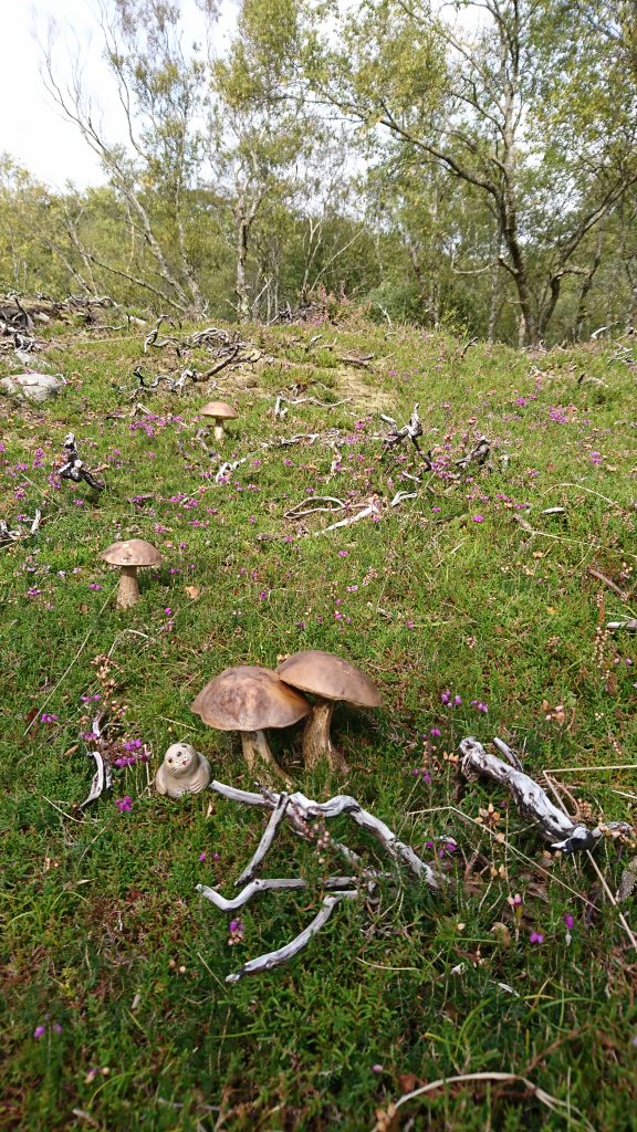 Nina has found some delightful mushrooms