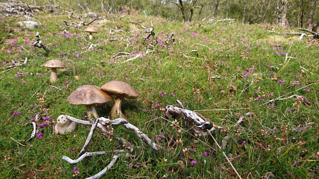 Nina has found some delightful mushrooms