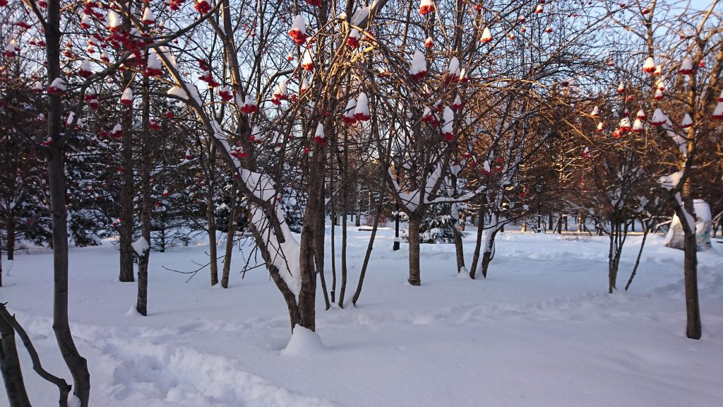 Winter Park Scene in Novosibirsk